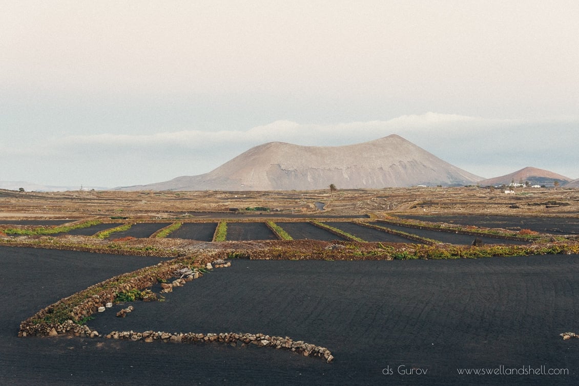 wine and Malvasia Lanzarote wine and Malvasia Lanzarote