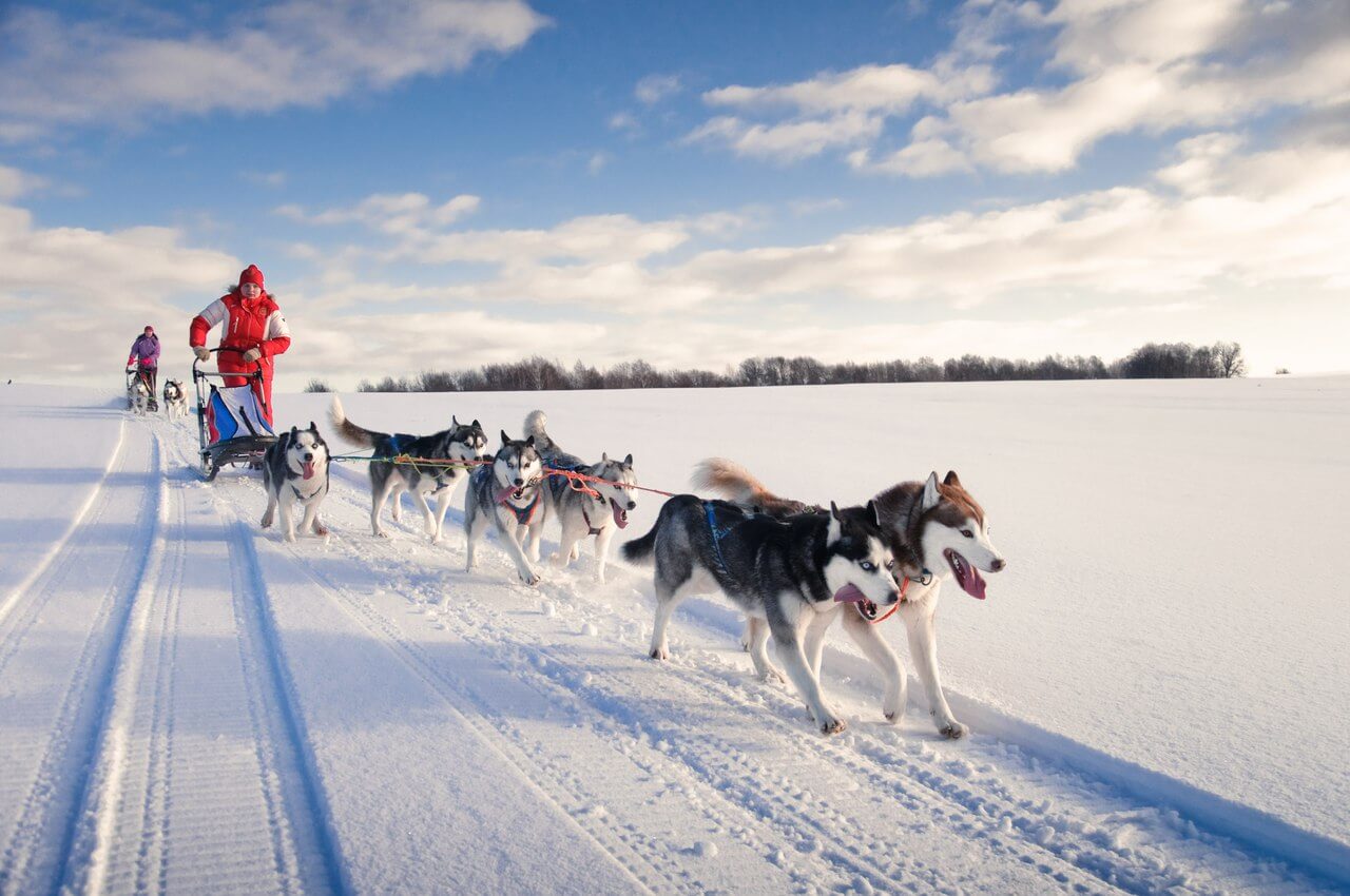 Dog sledding Dog sledding