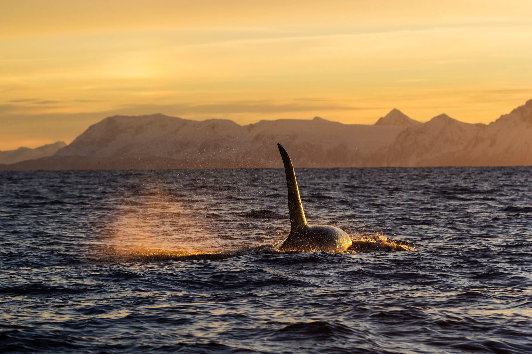 Photo of a whale in Tromsø Whale watching