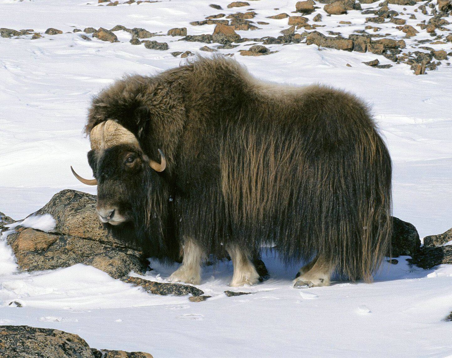 Photo of a musk ox at the Tromsø Zoo Musk Ox at Tromsø Zoo