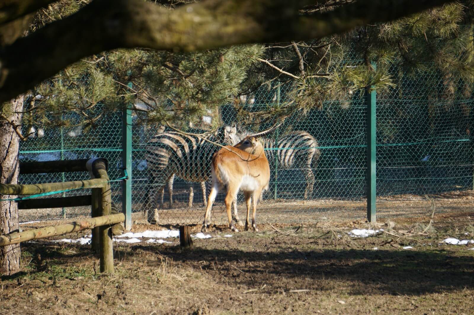Photos of antelope and zebra Antelope and zebras