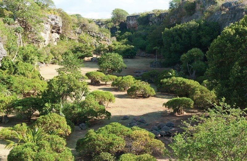 Plants and turtles at the François Legua Nature Reserve on Rodrigues Island, Mauritius Photos of the nature reserve