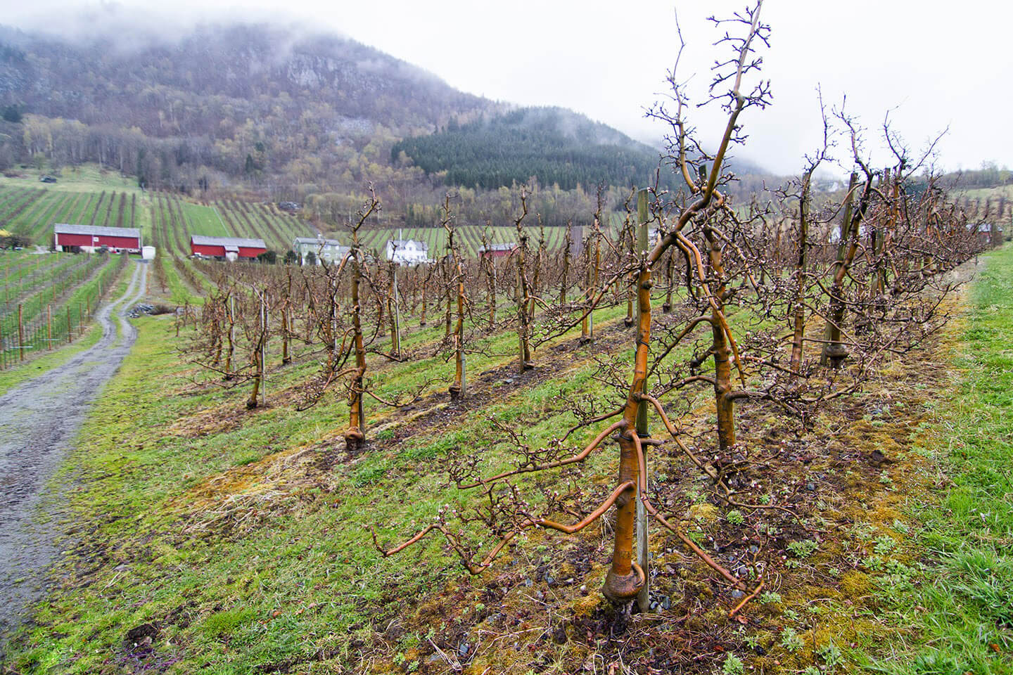 Apple orchards