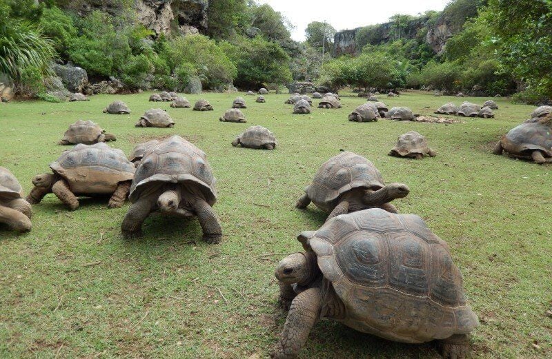 Photos of turtles in the Francois Leguat Reserve Giant tortoises